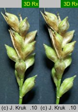 Carex transsilvanica (turzyca siedmiogrodzka)