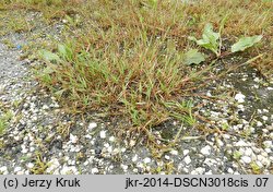 Agrostis stolonifera (mietlica rozłogowa)