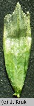 Puccinellia capillaris (mannica delikatna)