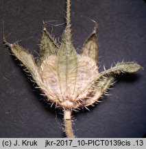 Geranium divaricatum (bodziszek rozłożysty)
