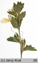Euphrasia ×vernalis (świetlik wiosenny)