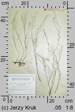 Cardaminopsis petraea (rzeżusznik skalny)