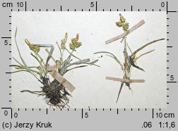 Carex scandinavica (turzyca skandynawska)