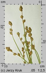 Carex brunnescens ssp. vitilis (turzyca brunatna)
