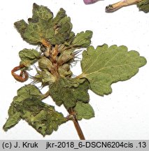 Lamium moluccellifolium (jasnota pośrednia)