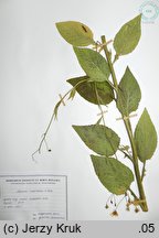 Lapsana intermedia (łoczyga pośrednia)