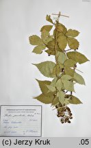 Rubus perrobustus (jeżyna mocna)