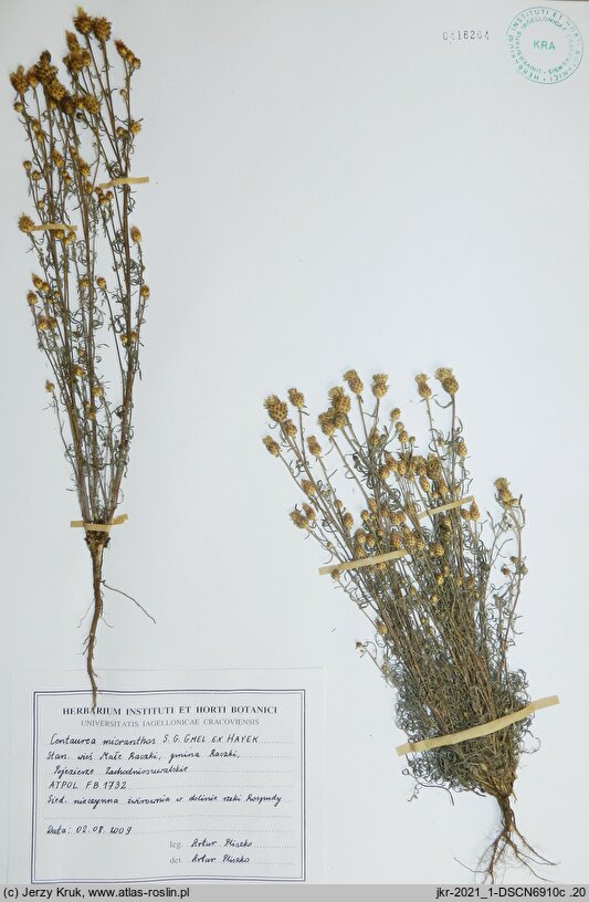 Centaurea micranthos (chaber drobnokoszyczkowy)