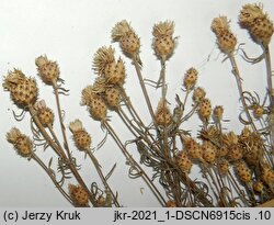 Centaurea micranthos (chaber drobnokoszyczkowy)