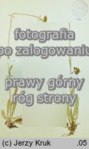 Pilosella obornyana (kosmaczek Obornego)