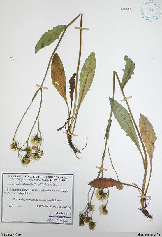Hieracium nigritum (jastrzębiec ściemniały)