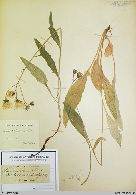 Hieracium saxifragum (jastrzębiec skalnicowaty)