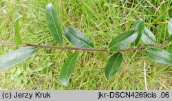 Salix repens ssp. repens (wierzba płożąca)