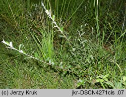 Salix repens ssp. repens (wierzba płożąca)