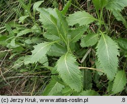 Rorippa ×hungarica (rzepicha węgierska)