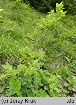 Salix silesiaca (wierzba śląska)