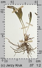 Ophioglossum polyphyllum (nasięźrzał wielolistny)
