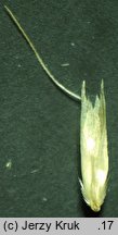 Deschampsia setacea (śmiałek szczeciniasty)