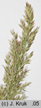Calamagrostis ×hartmaniana (trzcinnik zwodniczy)