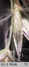 Calamagrostis ×hartmaniana (trzcinnik zwodniczy)