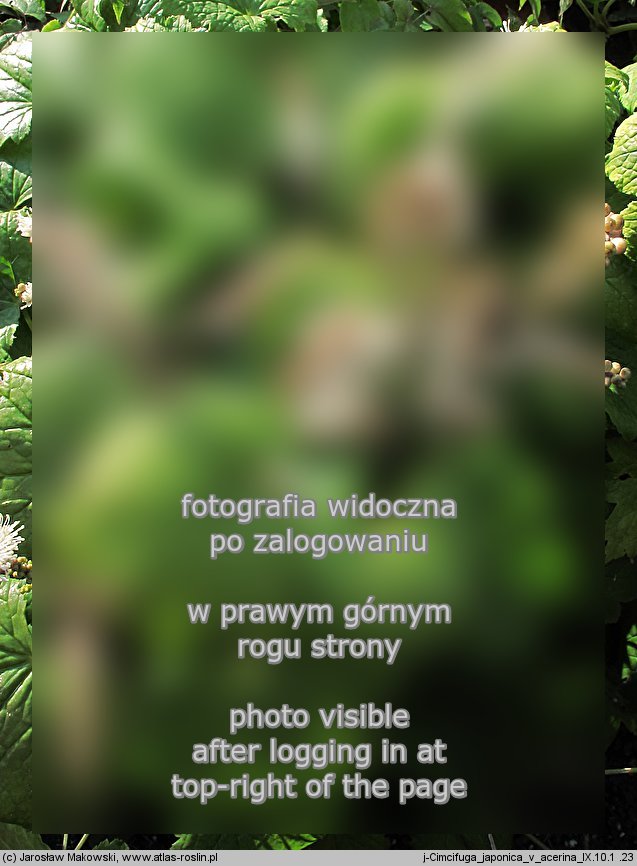 Actaea japonica (pluskwica japońska)