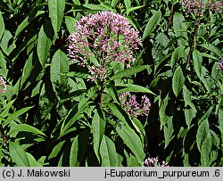 Eutrochium purpureum (sadziec purpurowy)