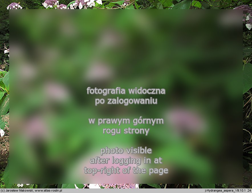Hydrangea aspera (hortensja kosmata)