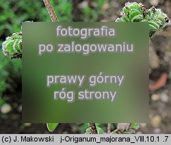 Origanum majorana (lebiodka majeranek)
