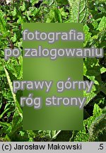 Stachys affinis (czyściec bulwiasty)