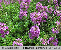 Thymus pulegioides (macierzanka zwyczajna)