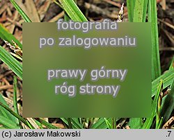 Carex ornithopoda (turzyca ptasie łapki)