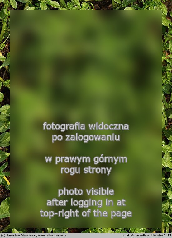 Amaranthus blitoides (szarłat komosowaty)