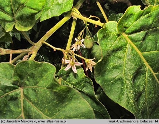 Solanum betaceum (cyfomandra grubolistna)
