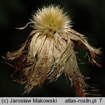 Knautia arvensis (świerzbnica polna)