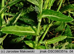 Sonchus arvensis ssp. arvensis (mlecz polny typowy)