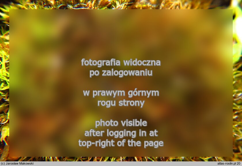 Weissia longifolia (potłumek trwałowieczek)