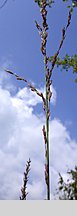 Molinia arundinacea (trzęślica trzcinowata)