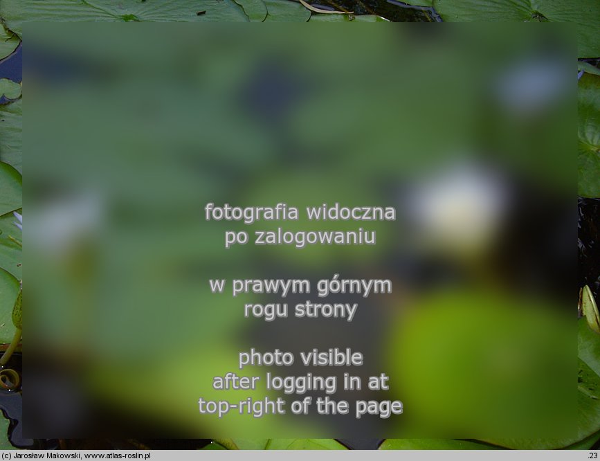 Nymphaea caerulea