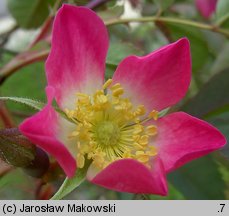 Rosa glauca (róża czerwonawa)