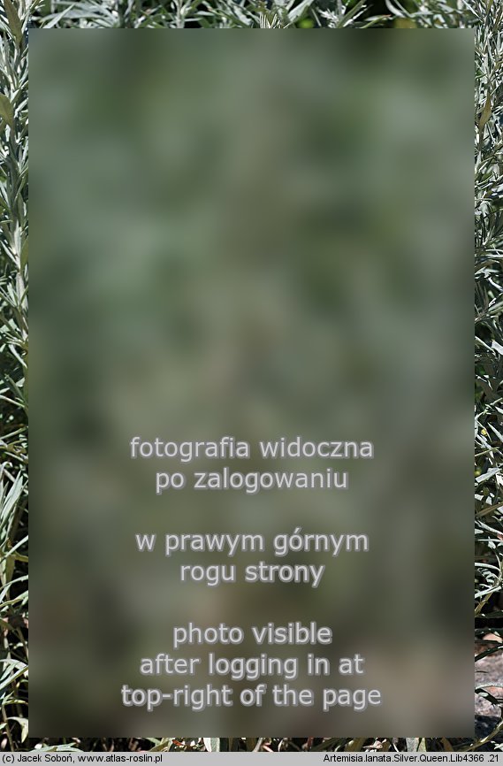 Artemisia lanata (bylica wełnista)