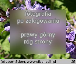 Salvia virgata (szałwia rózgowata)