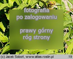 Diervilla sessilifolia (zadrzewnia krótkoogonkowa)