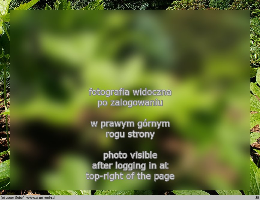 Podophyllum emodi (stopowiec himalajski)