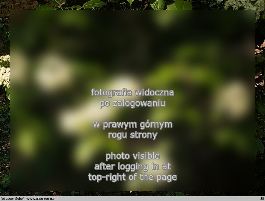 Viburnum prunifolium (kalina śliwolistna)