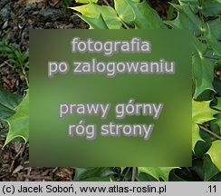 Mahonia japonica (mahonia japońska)