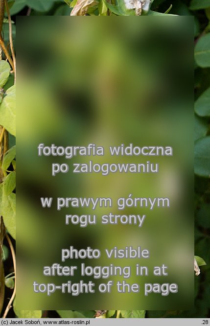 Codonopsis viridiflora