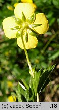 Potentilla erecta (pięciornik kurze ziele)