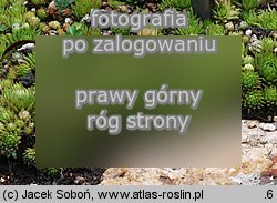 Sempervivum globiferum ssp. allionii (rojnik pospolity Allionego)