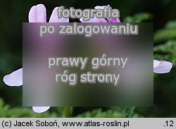 Pelargonium denticulatum (pelargonia ząbkowana)