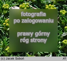 Azorella trifurcata (azorella trójwidlasta)